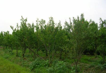 萊蕪綠化苗木(石榴樹(shù))